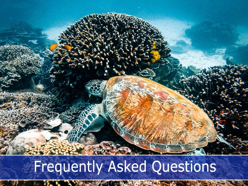 Frequently Asked Questions about Komodo Diving