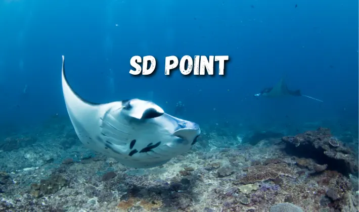 SD Point
