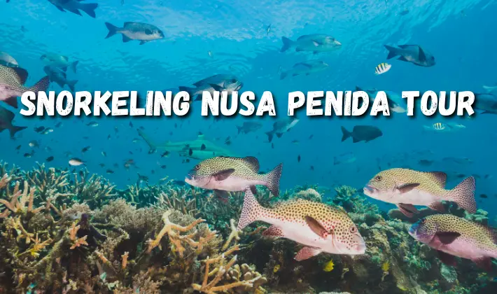 Snorkeling Nusa Penida Tour