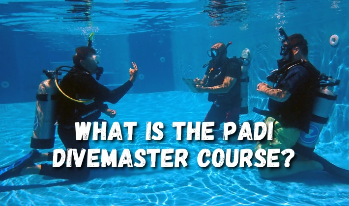 What-is-the-PADI-Divemaster-Course