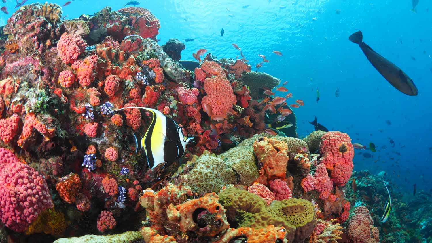 Bali Diving Packages