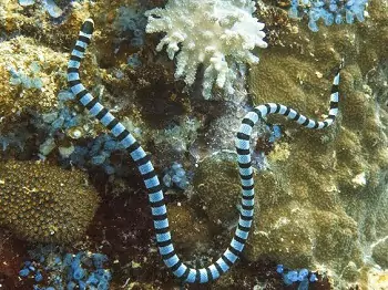 sea snakes