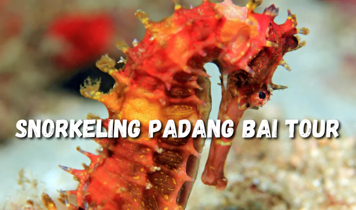 Snorkeling Padang Bai Tour