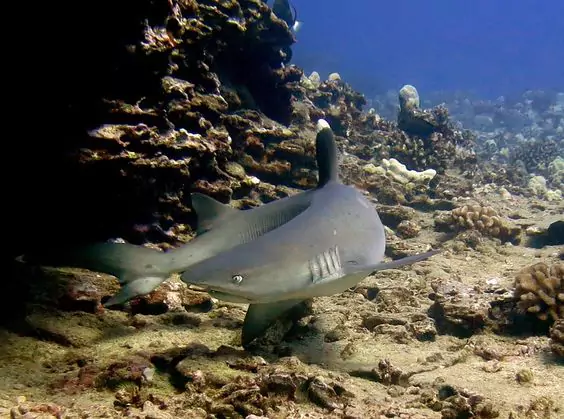 white tip reef sharks