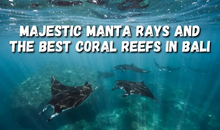 Majestic Manta Rays and the best coral reefs in Bali