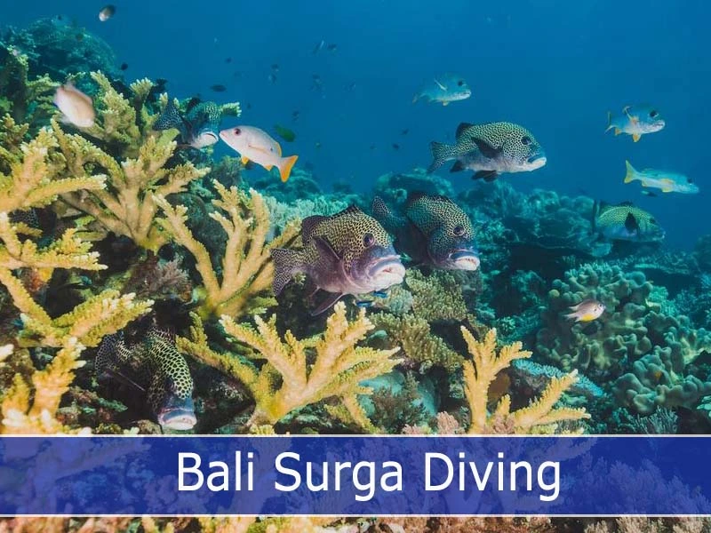 Bali Surga Diving