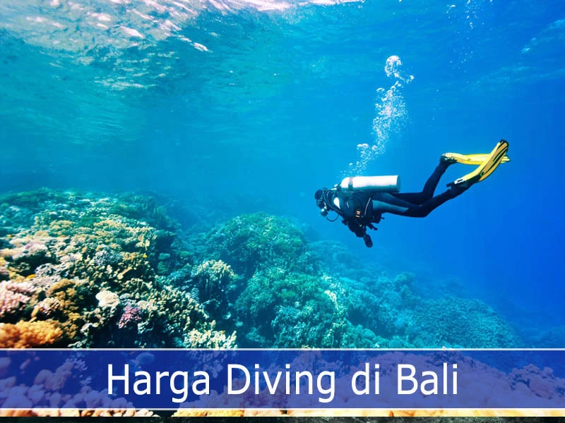 Harga Diving di Bali