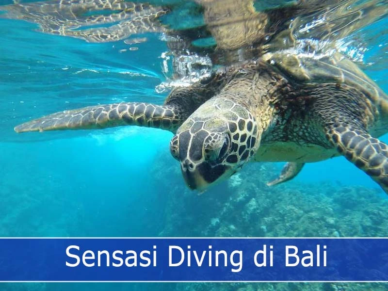 Sensasi Diving di Bali