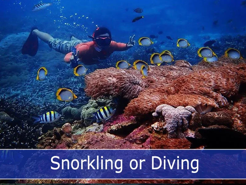 Snorkling or Diving