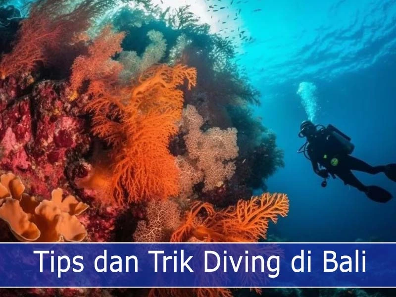 Tips dan Trik Diving di Bali