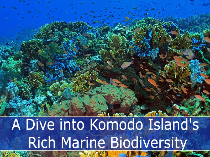 A Dive into Komodo Islands Rich Marine Biodiversity