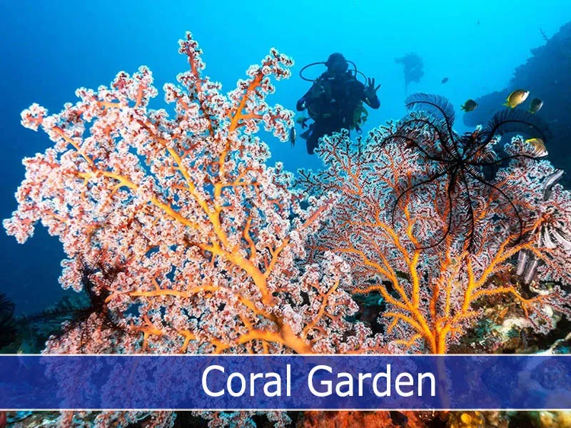 Coral Garden