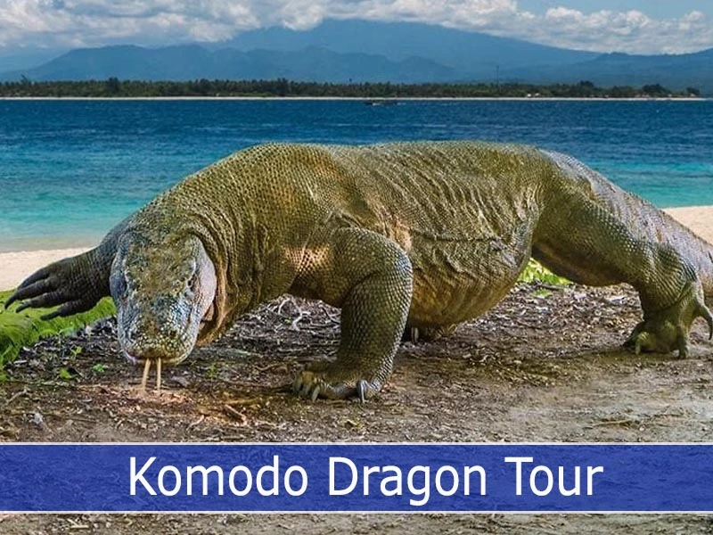 Komodo Dragon Tour