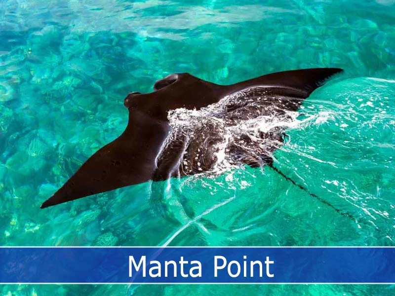 Manta Point