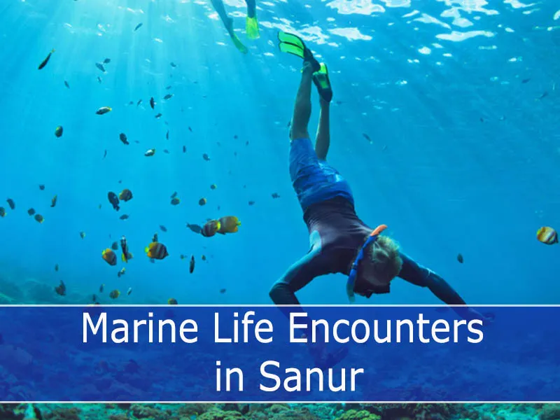 Marine Life Encounters in Sanur
