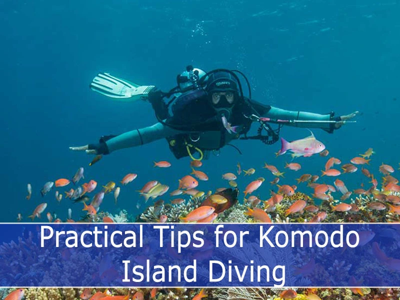 Practical Tips for Komodo Island Diving