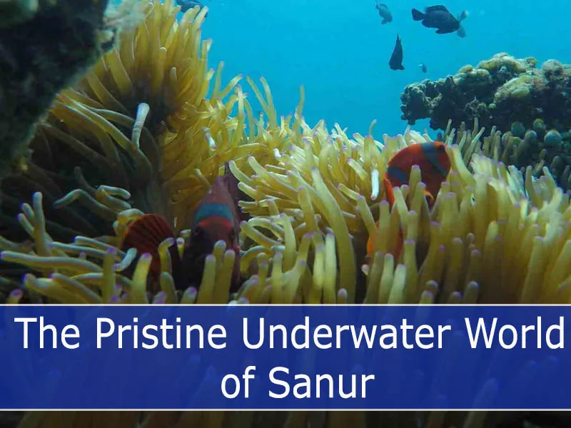 The Pristine Underwater World of Sanur