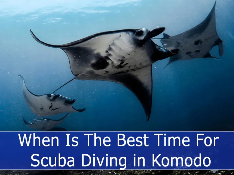 When Is The Best Time For Scuba Diving in Komodo